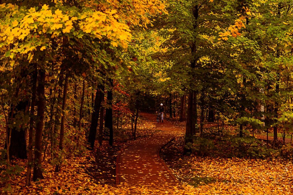Wooded walking trail surrounded by colorful fall foliage at Gabis Arboretum in Northwest Indiana.