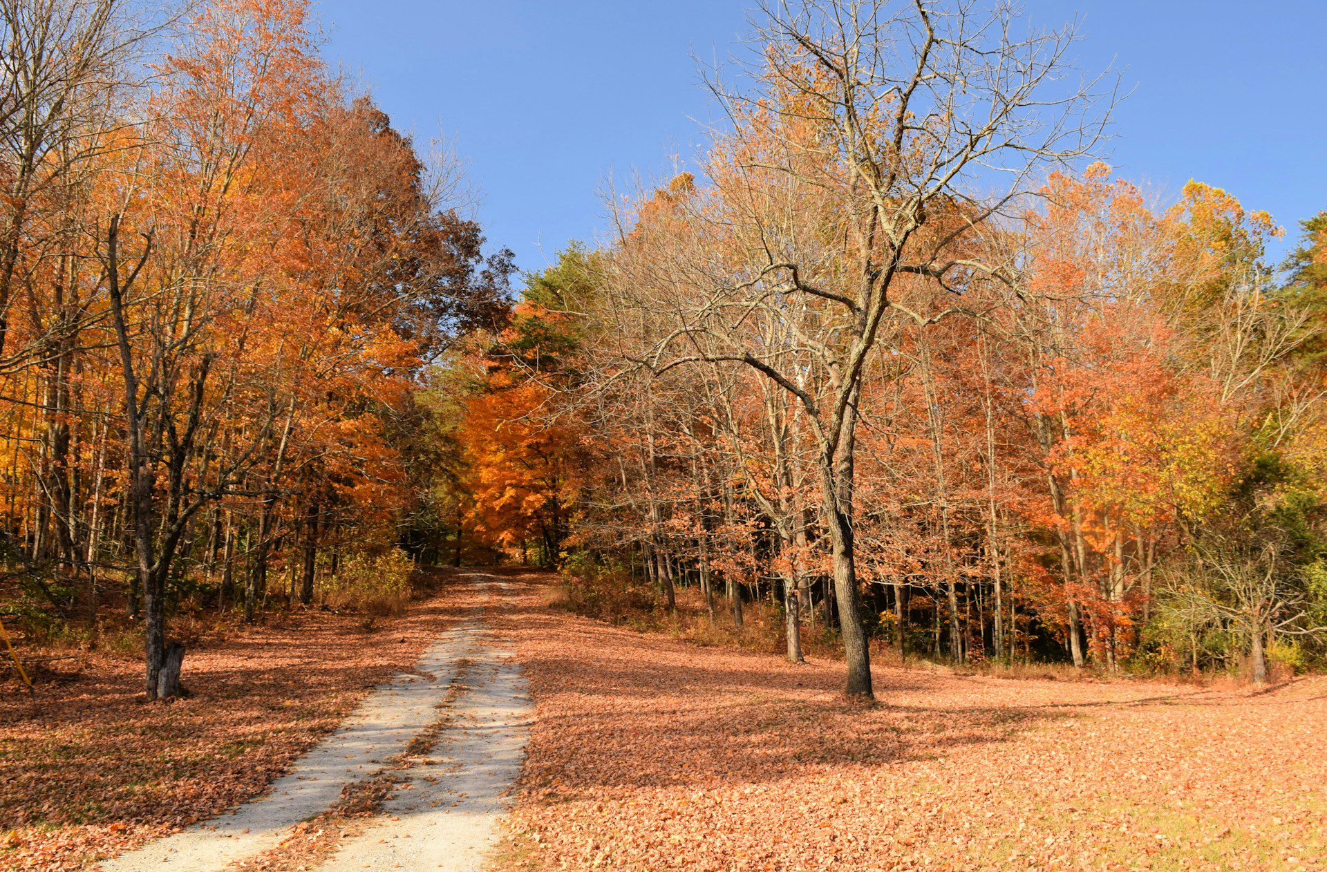 Fall foliage along a wooded trail in Northwest Indiana with orange and red leaves covering the ground.