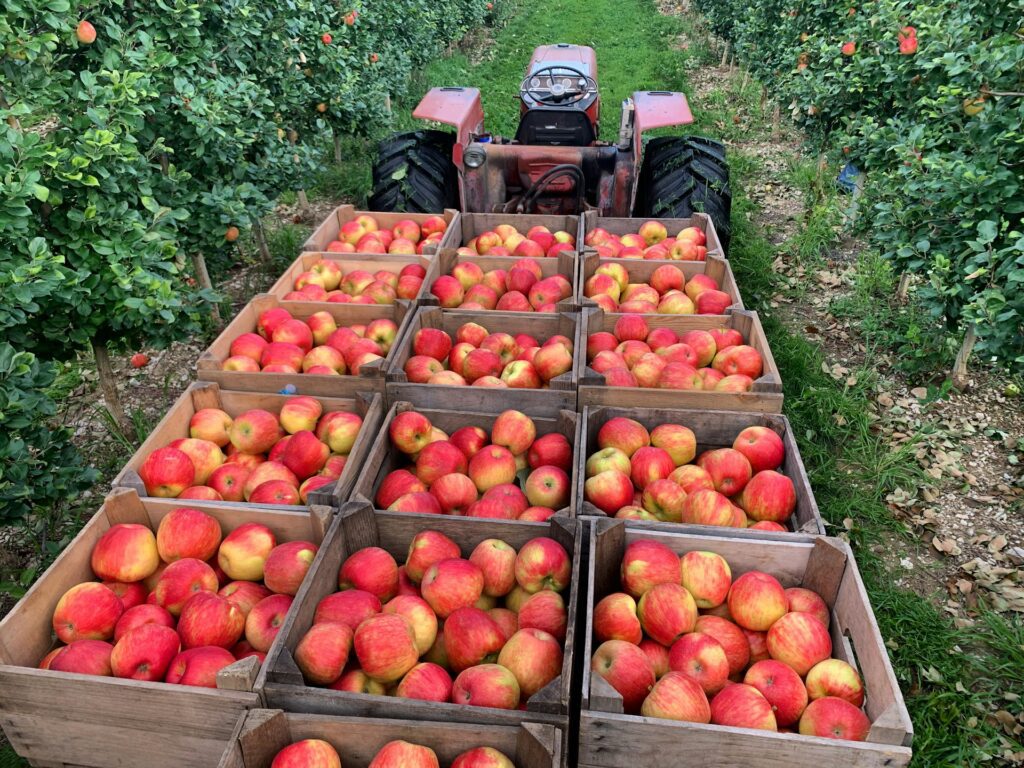 Crates of freshly picked red apples behind a tractor at a Northwest Indiana apple orchard.